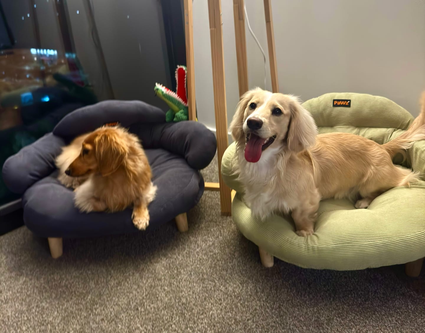 Customer photo review of CloudNest Elevated Pet Sofa Bed
