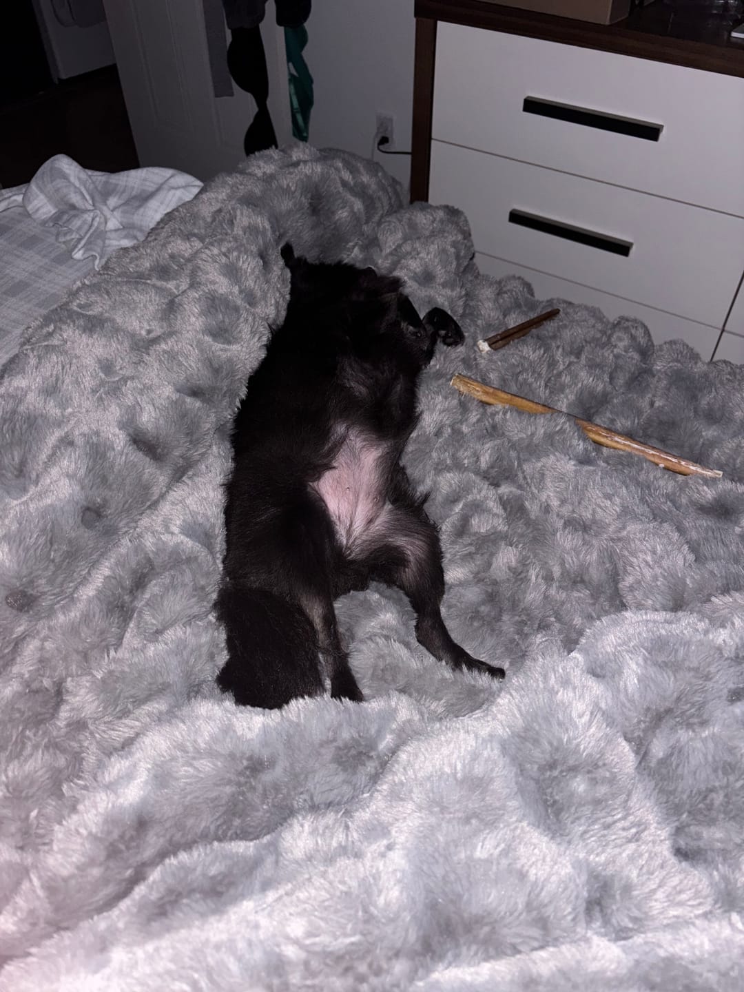 Customer photo review of Vrac Nature's Own - Bully Sticks de boeuf mastication pour chien