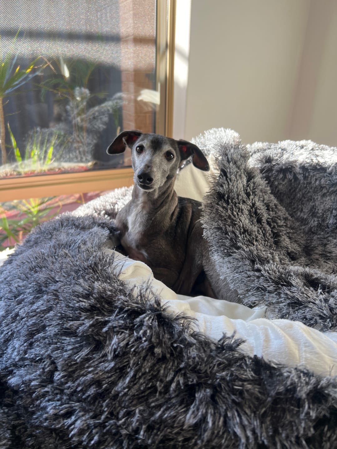 Customer photo review of Pet Cave Dog Bed - Removable Cover