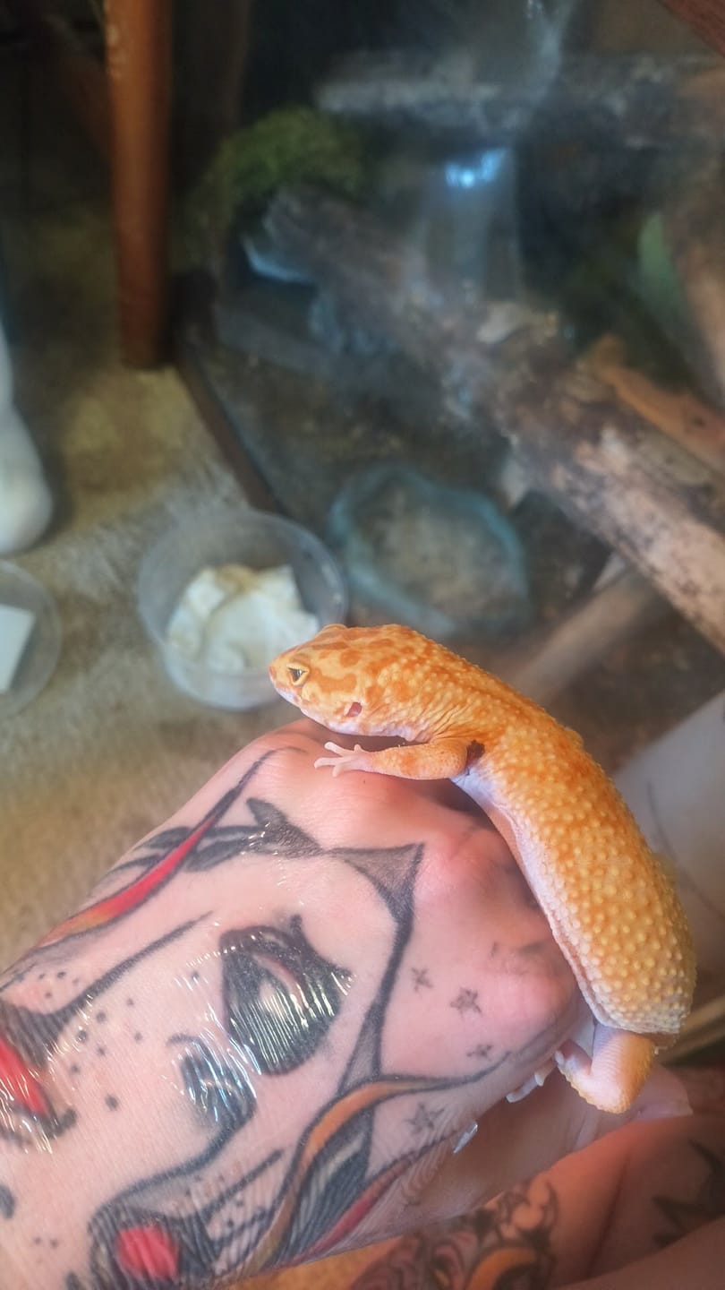 Customer photo review of Male Mandrian Inferno Bold pos. W&Y