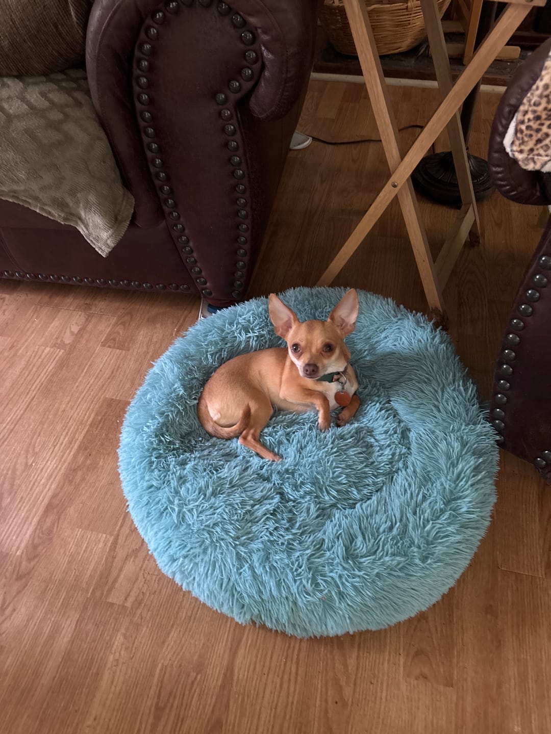 Customer photo review of The Original Fluffy Bean® Pet Bed