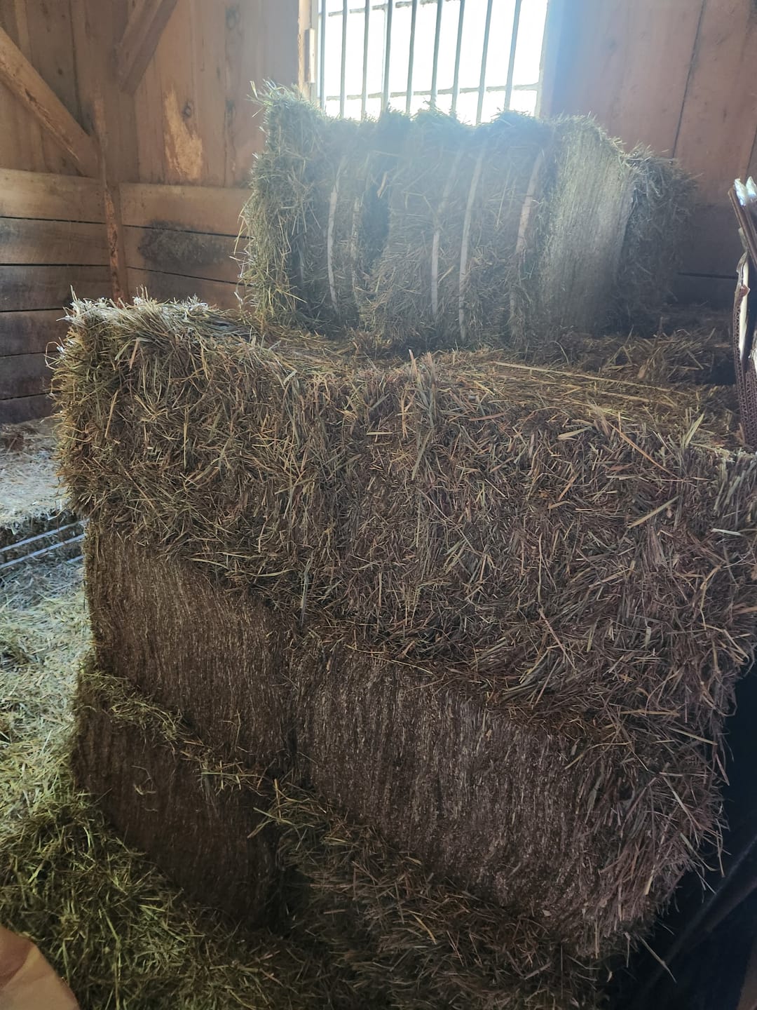 Customer photo review of Timothy Orchard Grass Hay (Click here for Qty Discount) Grass Hay (Buy More - Save More)(Includes delivery too!)