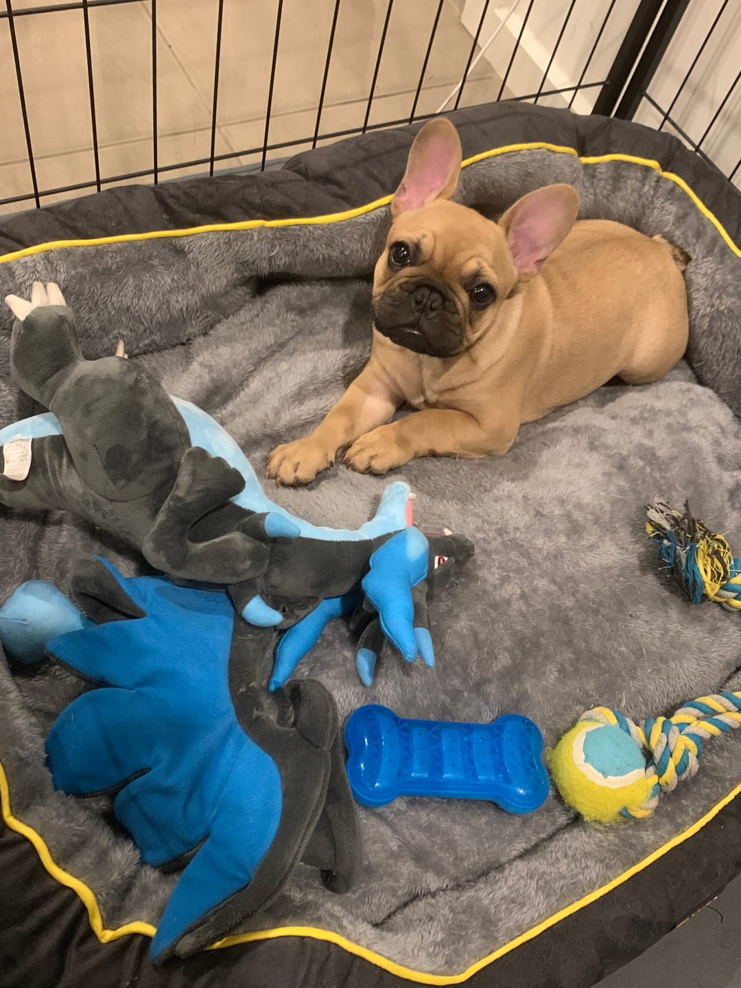 Customer photo review of Electric Pet Heater Bed Thermal Protection