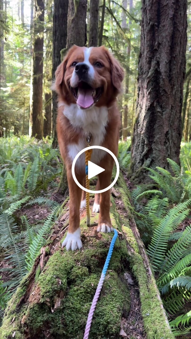 Customer video review of The Henri Ombre Cotton Rope Dog Leash, Adjustable | Found My Animal