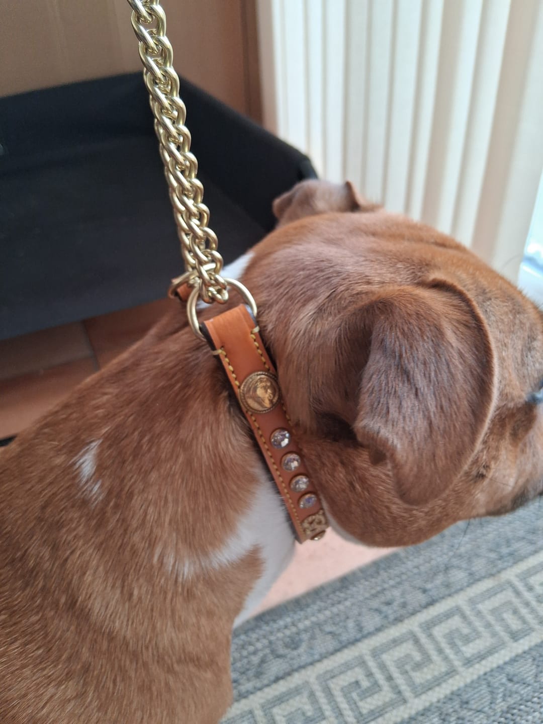 Customer photo review of Staffordshire Bull Terrier 1935® Show Half Check Collar & Leash Set - Diamond - Cognac & Gold