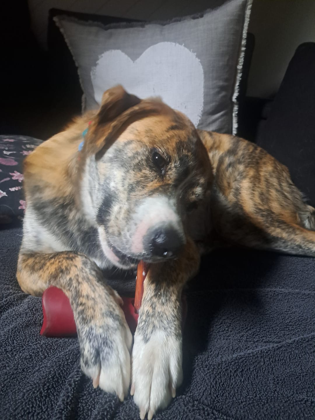 Customer photo review of 12 Inch Monster Bully Stick