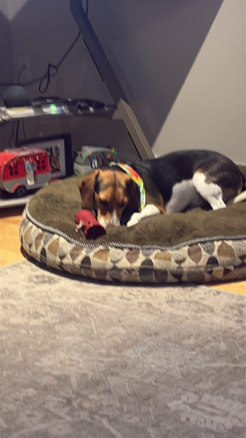 Customer photo review of 12 Inch Monster Bully Stick