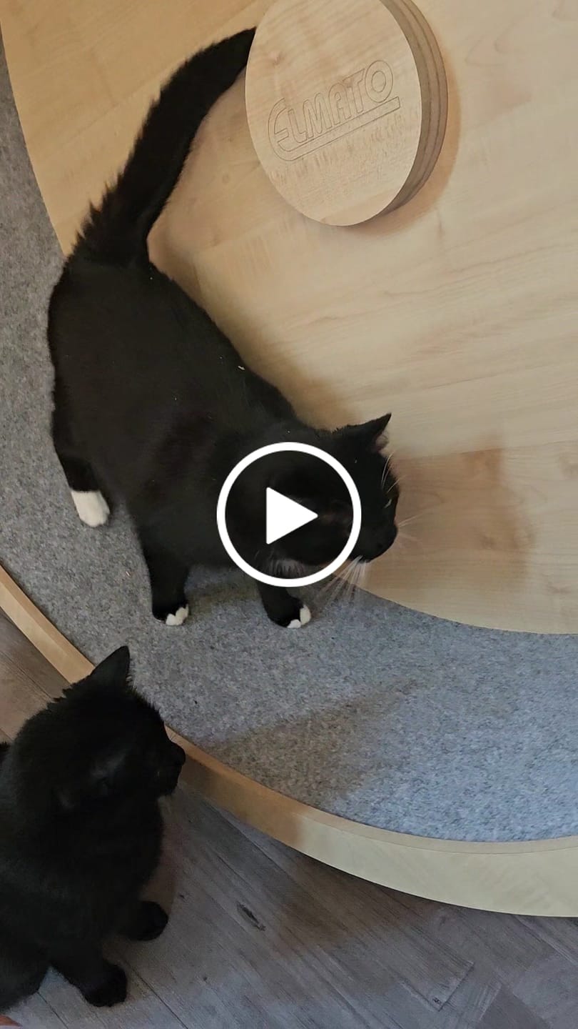 Customer video review of Elmato Katzenlaufrad Rocky Wandlaufrad