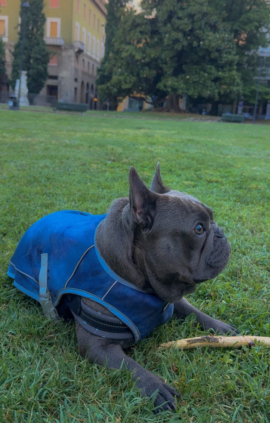 Customer photo review of Dog Cooling Vest - Ice Blue