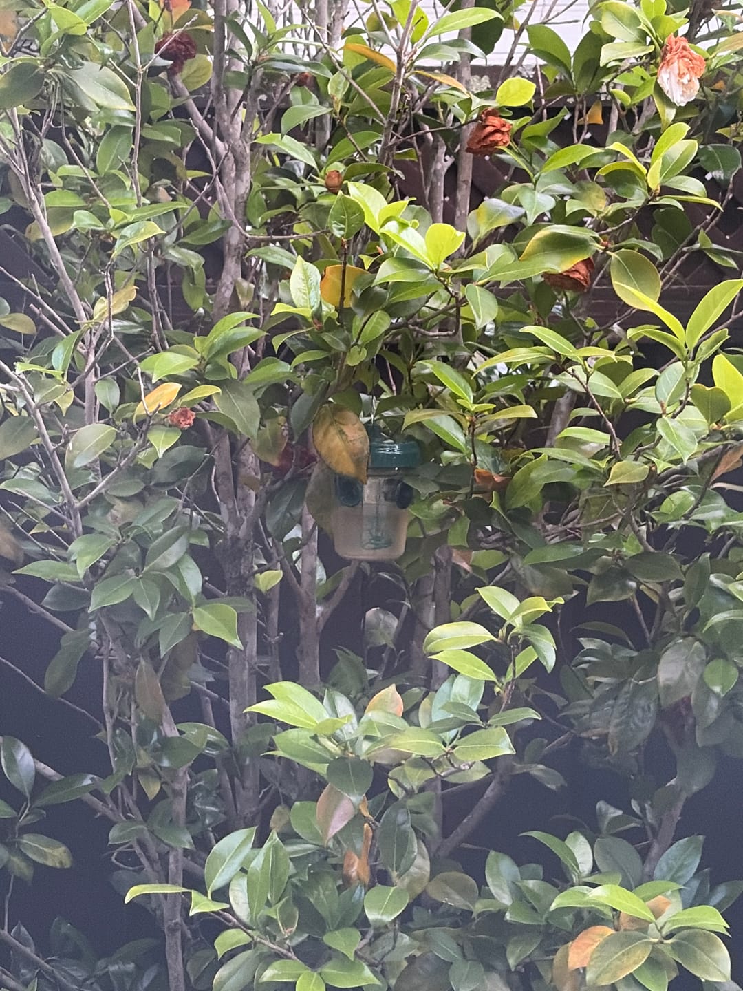 Customer photo review of Mosquito TNT 2.0
