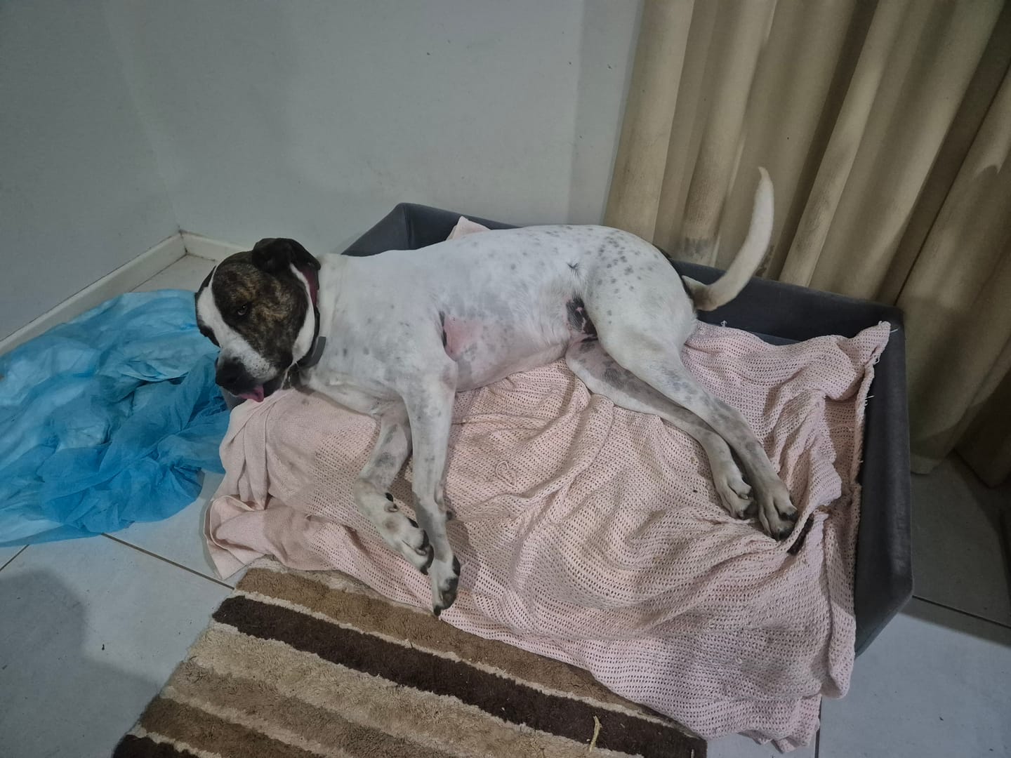 Customer photo review of Dog Sofa Bed Pet Lounge Couch