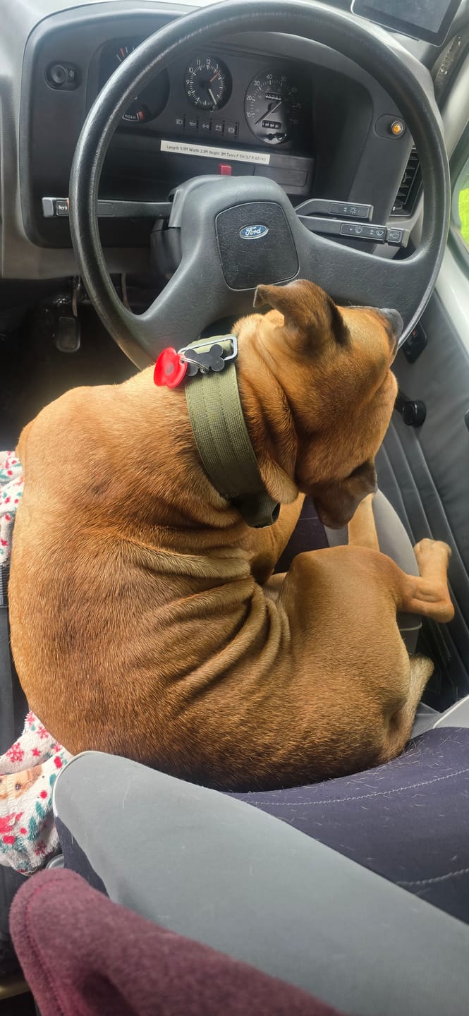 Customer photo review of 5cm Combat® Collar | With Handle & Secure Clip - Khaki