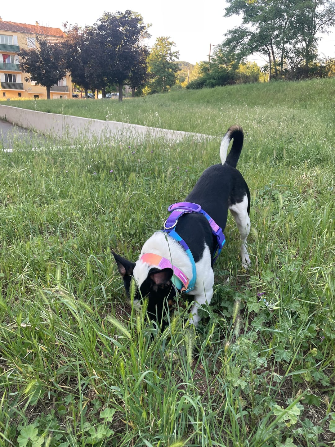 Customer photo review of Comfort Control No-Pull Dog Harness - 90s Retro
