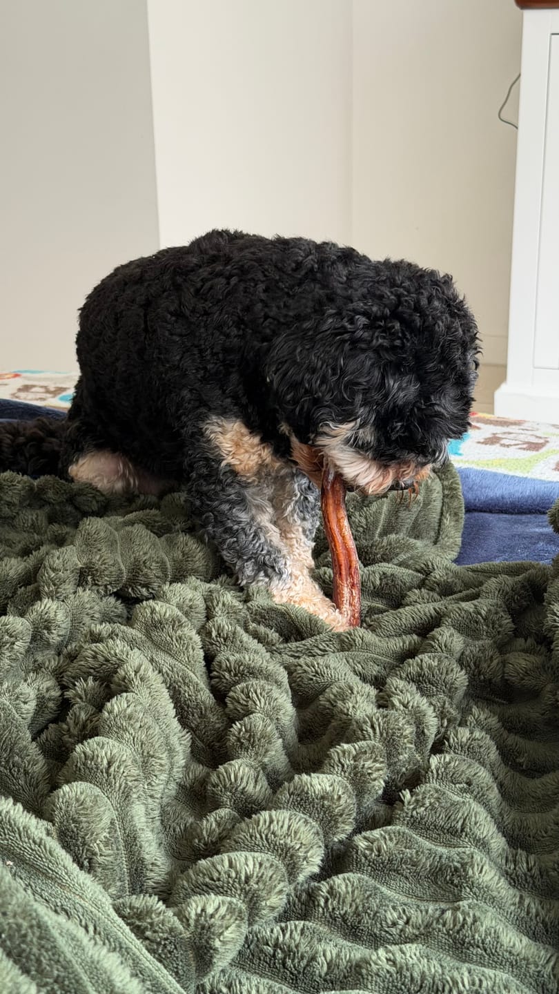 Customer photo review of Beef Pizzle (THICK & Long)
