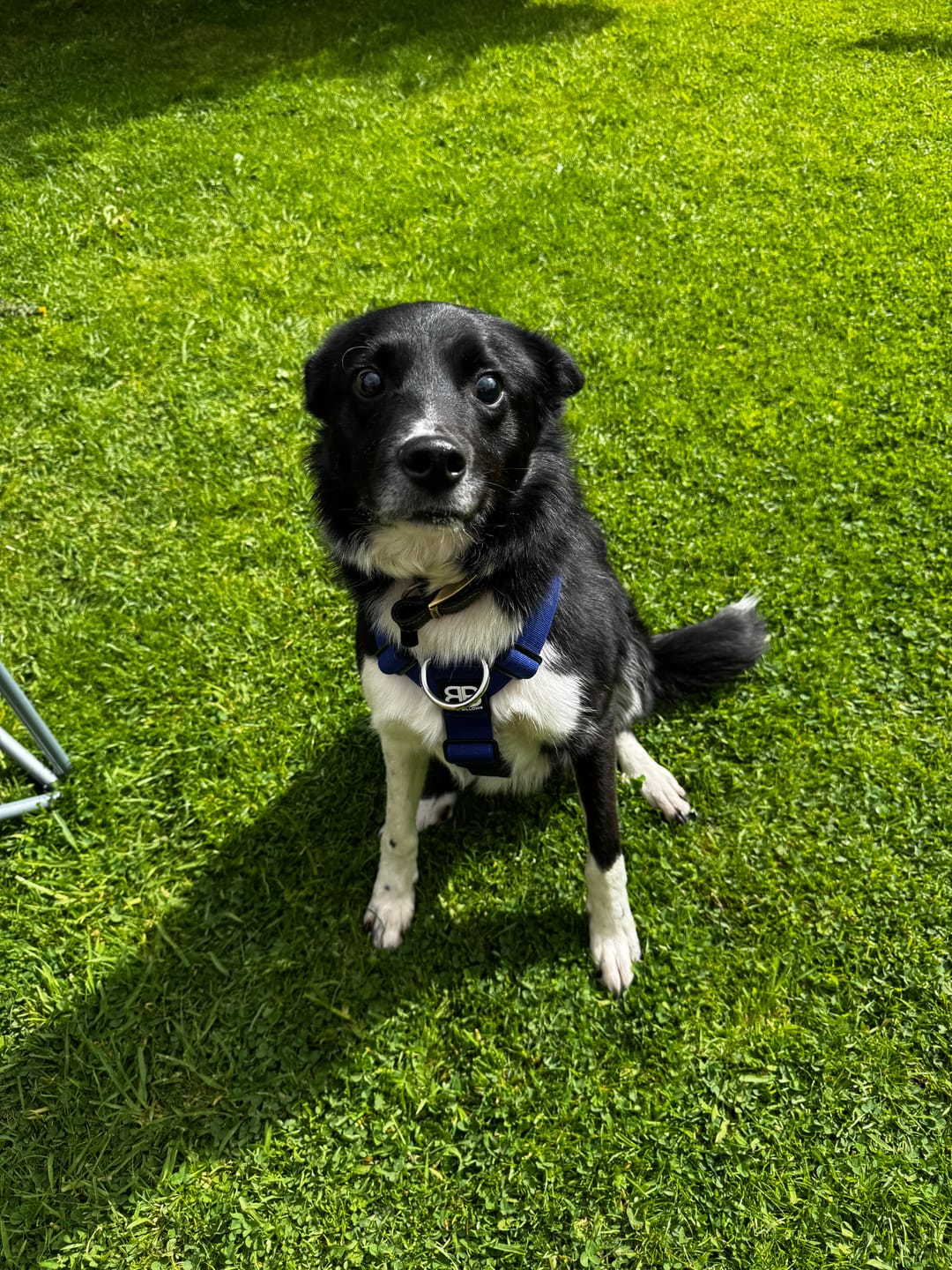 Customer photo review of Anti-Pull TRI-Harness® | Training Dog Harness for All Breeds - Blue