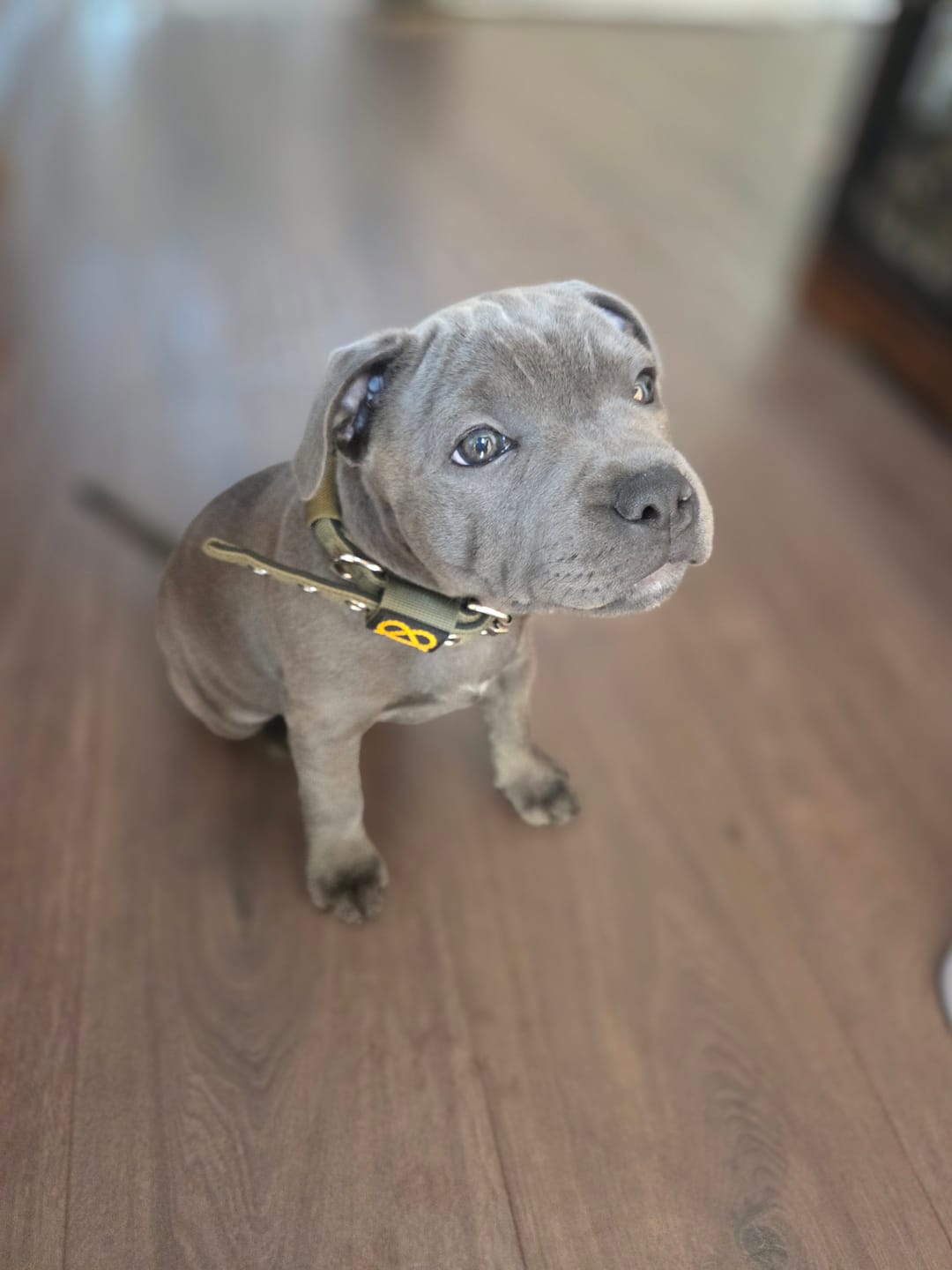 Customer photo review of Staffordshire Bull Terrier 1935® Puppy Collar & Leash Set - Green
