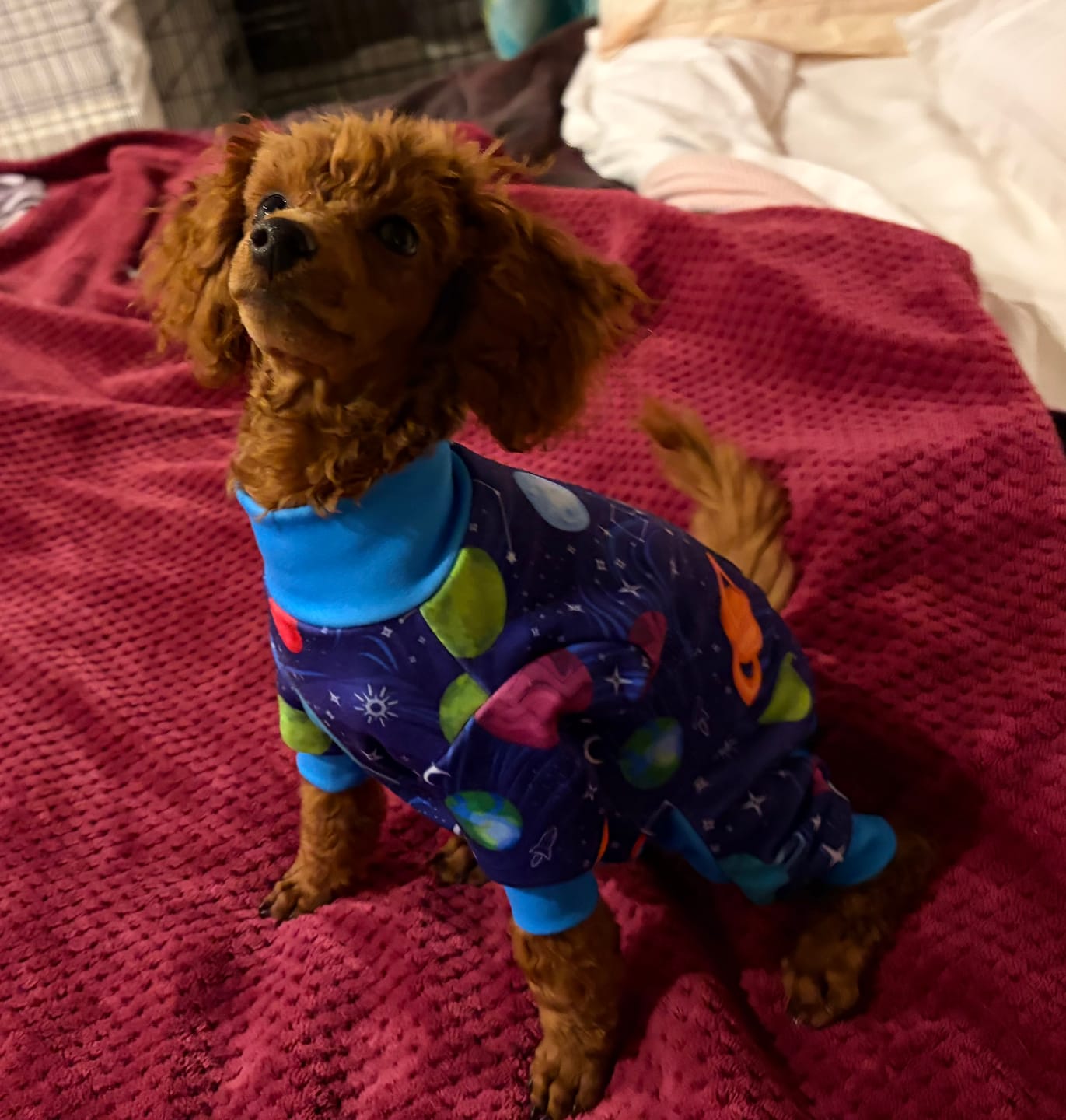 Customer photo review of Dog Pajama - Dinosaurs