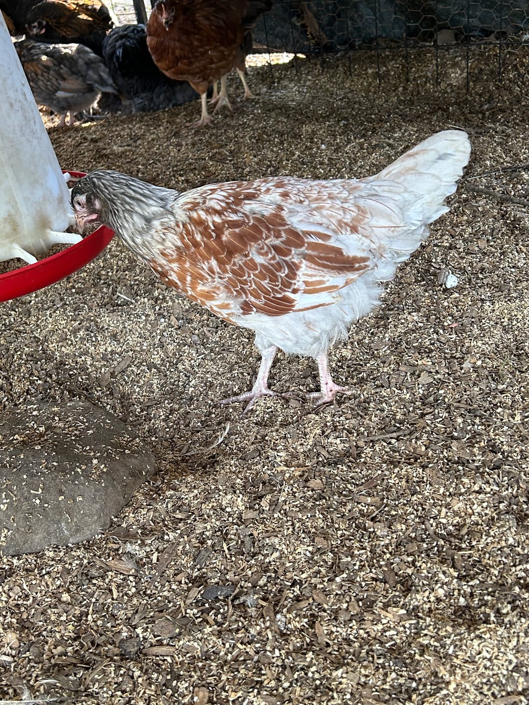Customer photo review of Peck Purity Daily Digestive Defense for Flock Strength