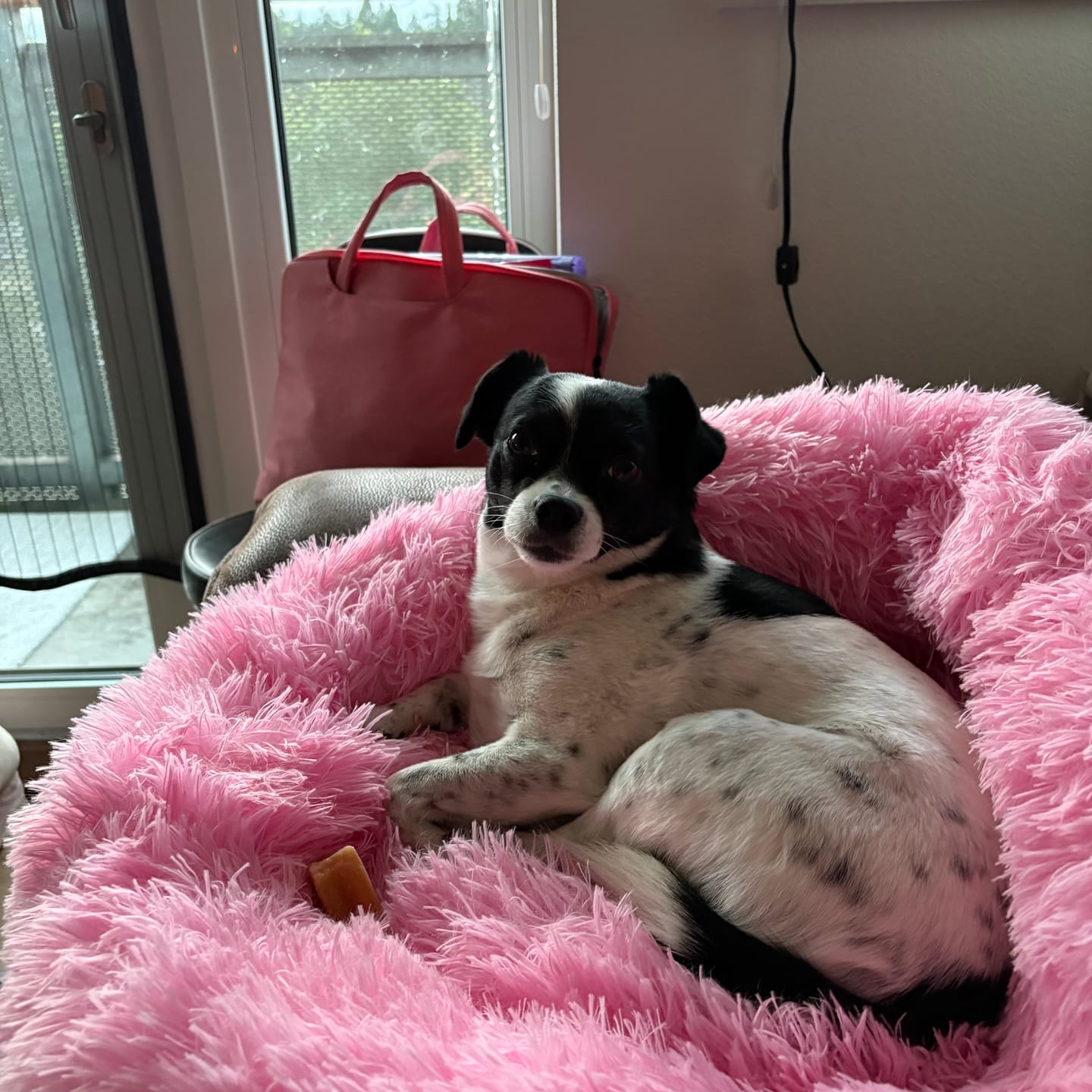 Customer photo review of The Original Fluffy Bean® Pet Bed