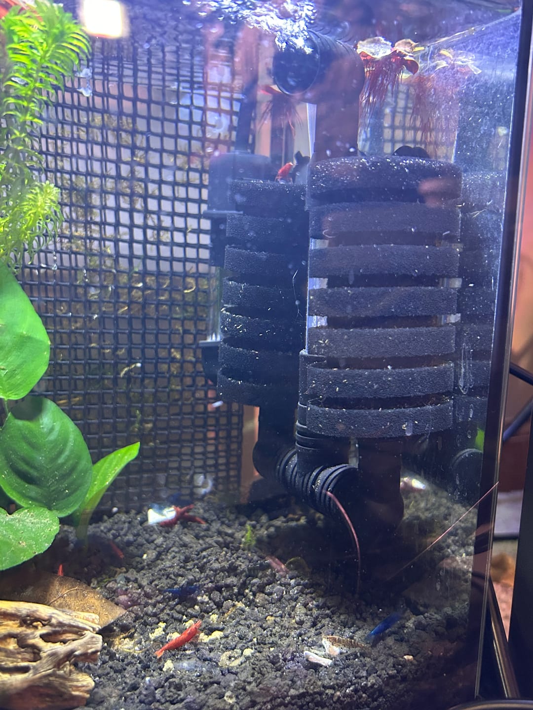 Customer photo review of Sponge Filter