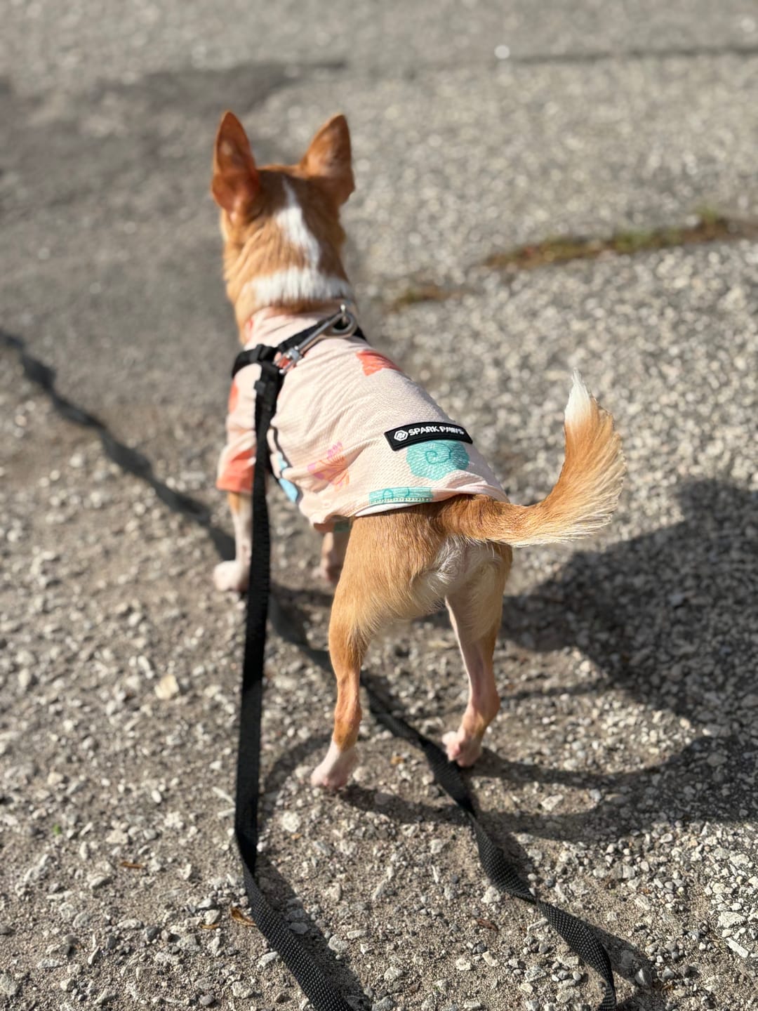 Customer photo review of Sunblock Dog T-Shirt - Seashell