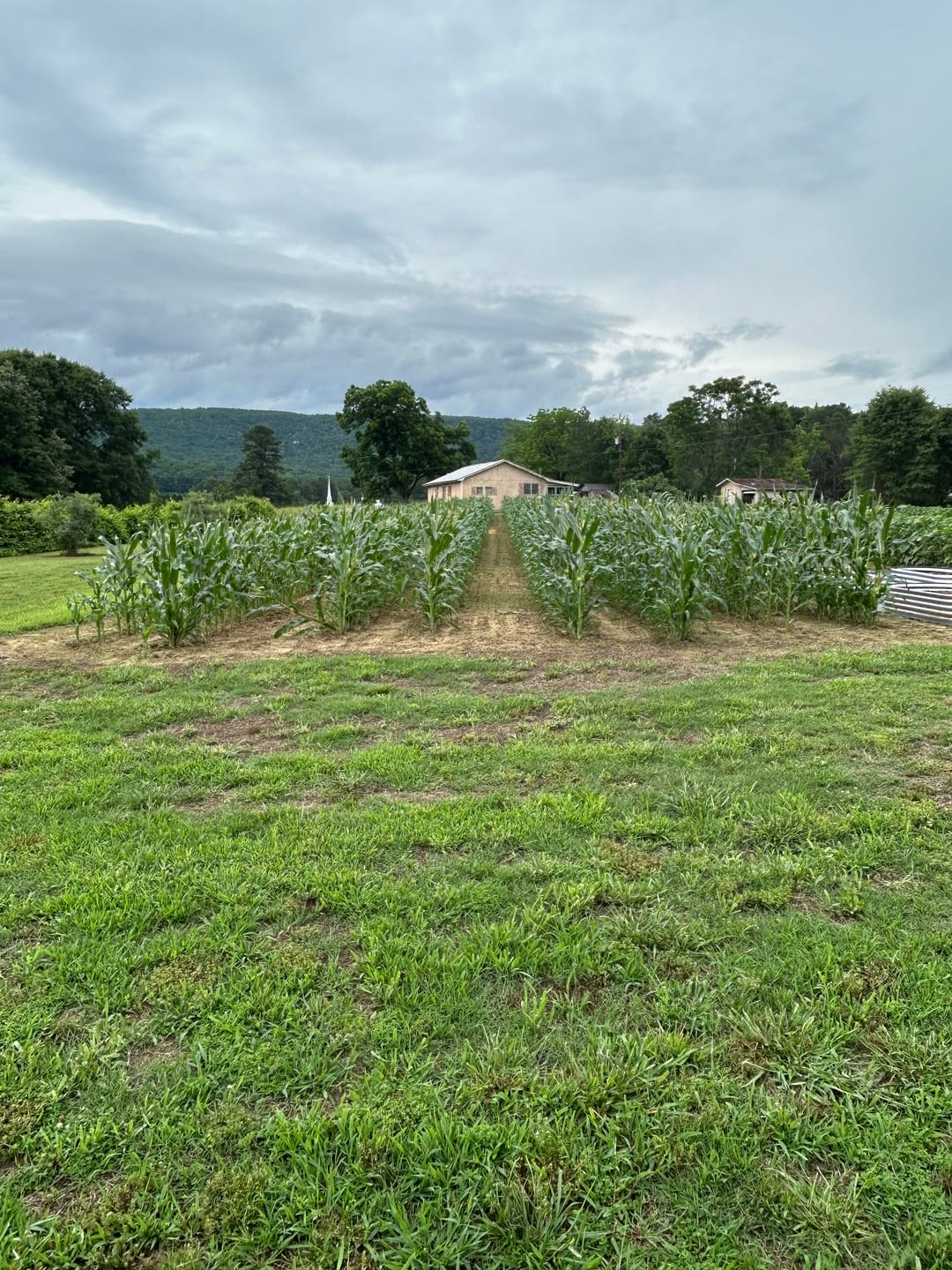 Customer photo review of *Quick Trip Attribute II Sweet Corn (Roundup Ready)