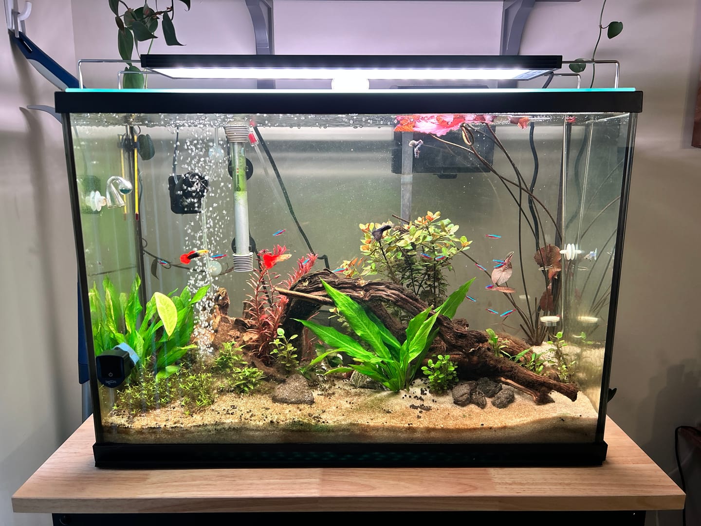 Customer photo review of Chihiros WRGB II Pro LED Light