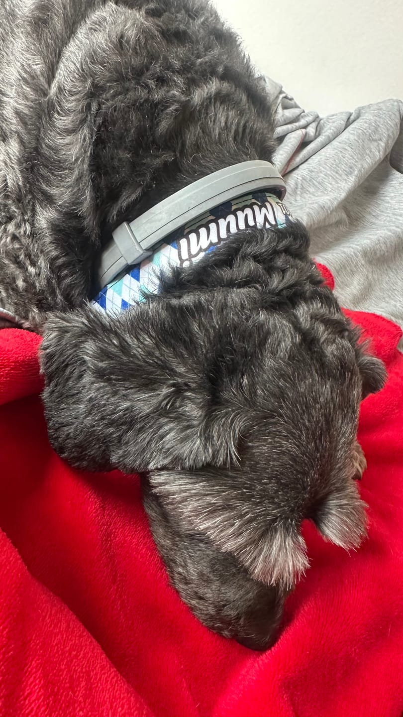 Customer photo review of Collar personalizado: Rombos