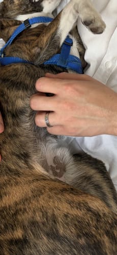 Customer's hand wearing the 4mm Flat Wedding Band while petting a dog.