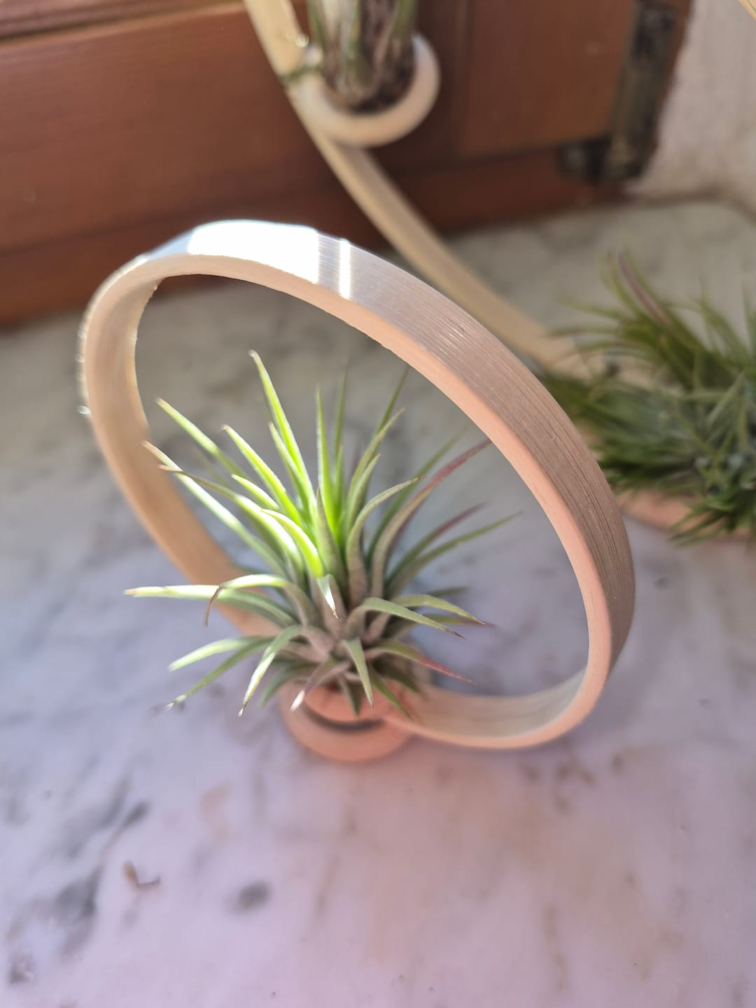 Customer photo review of Tillandsia Ionantha 'fuego' - Pulk
