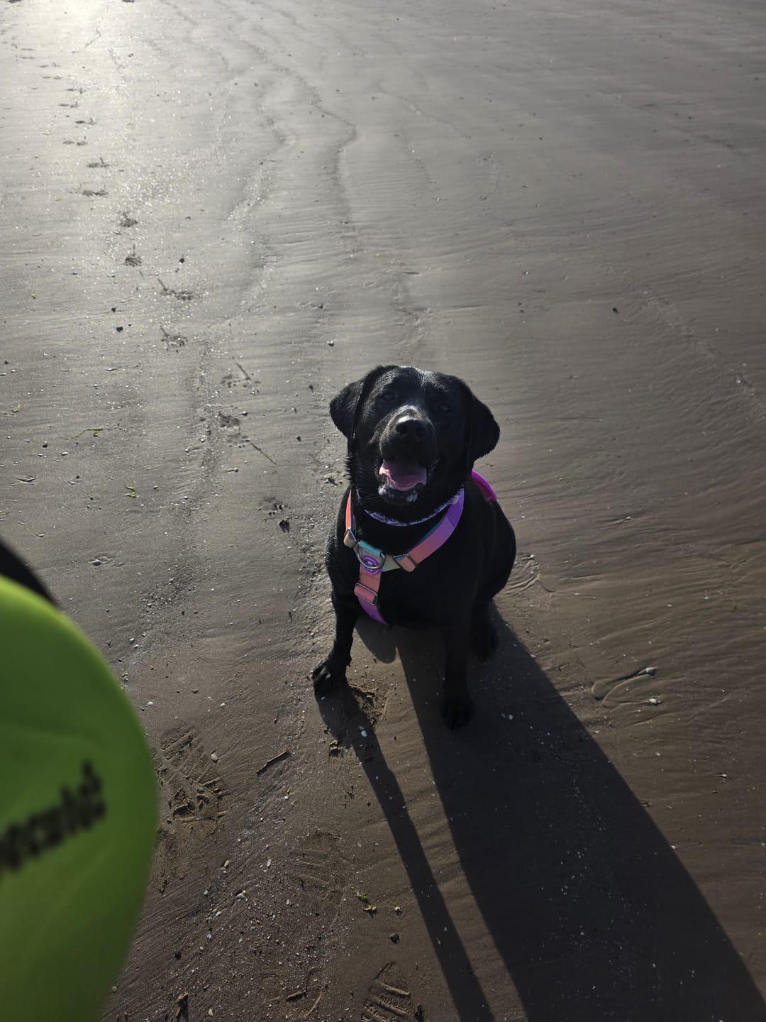Customer photo review of Comfort Control No-Pull Dog Harness - Pastel Icing