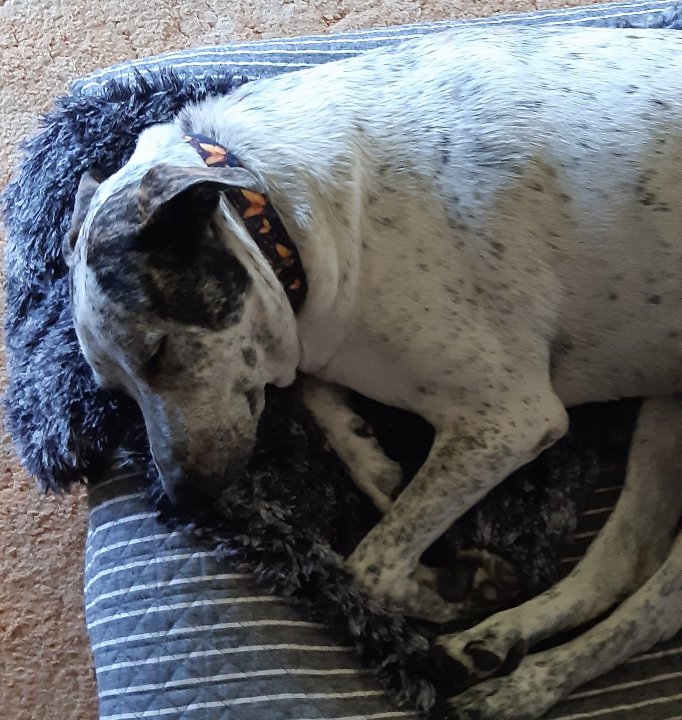 Customer photo review of Pet Calming Blanket