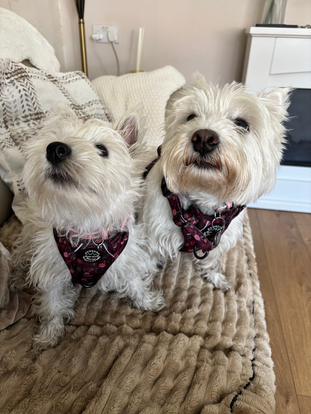 Customer photo review of Tough Trails™ Harness - Mable's Meadow