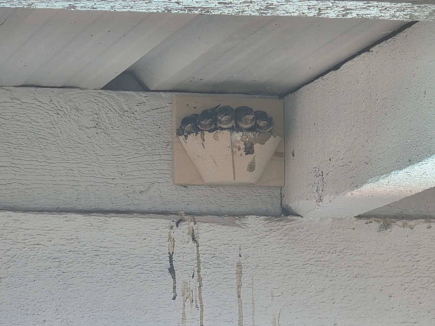 Customer photo review of Barn Swallow Nest Cups - Set of 2