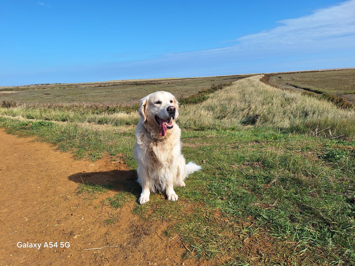 Customer photo review of collagen for dogs