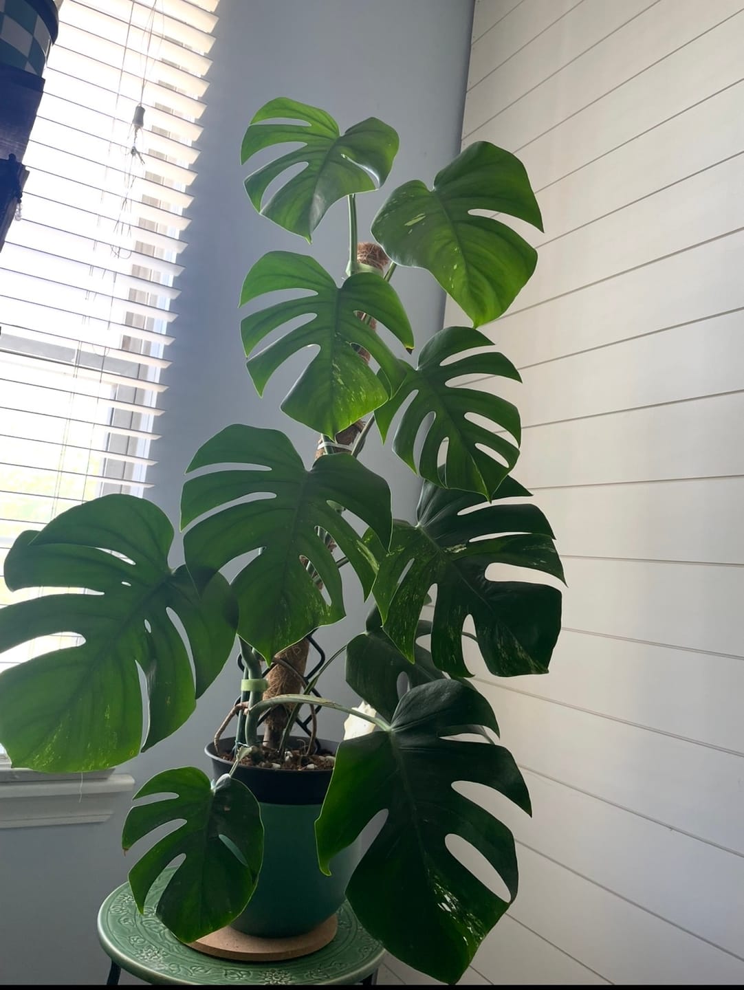 Customer photo review of Houseplant Pest Spray
