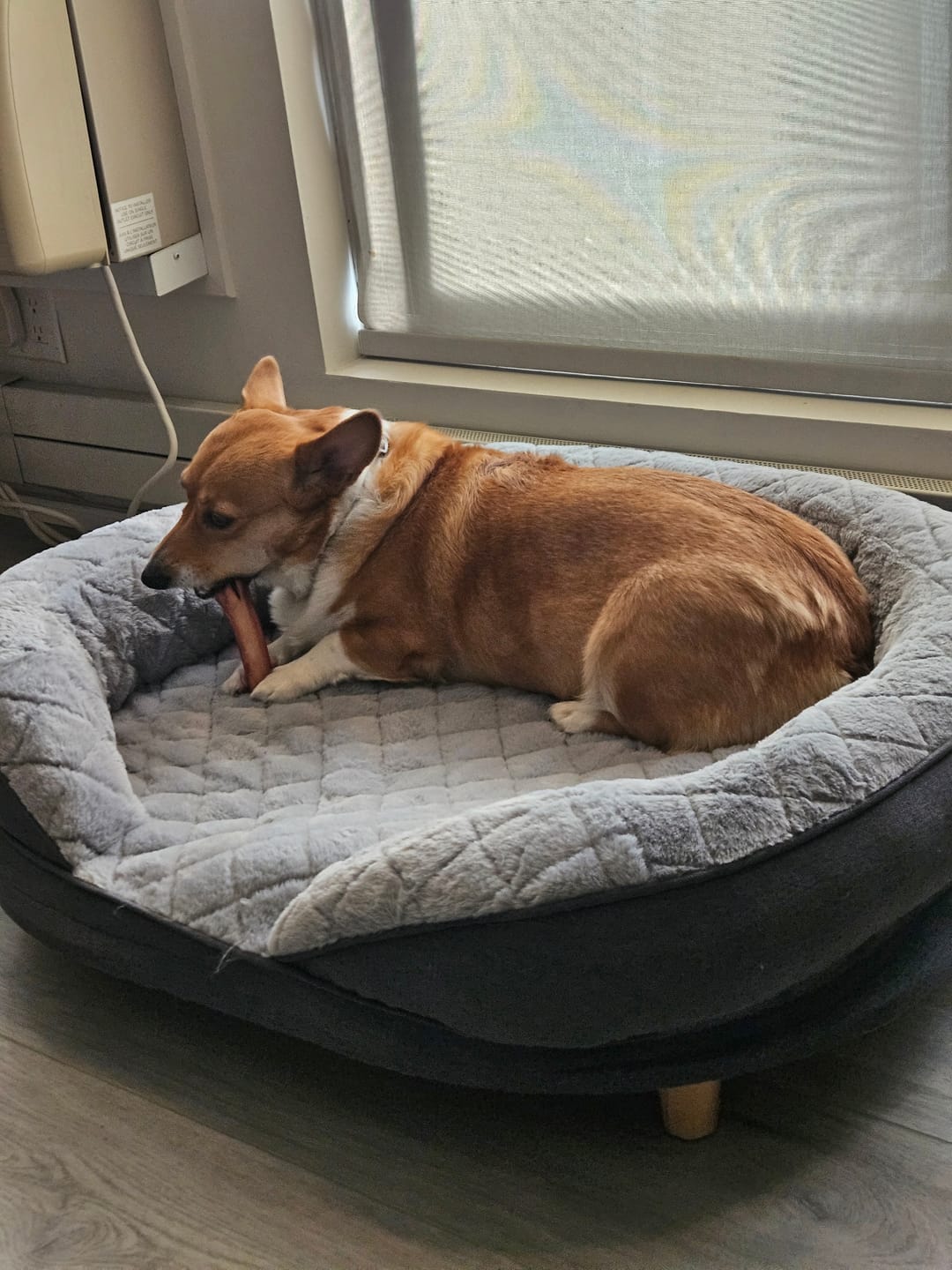 Customer photo review of 6 Inch Thick Bully Stick
