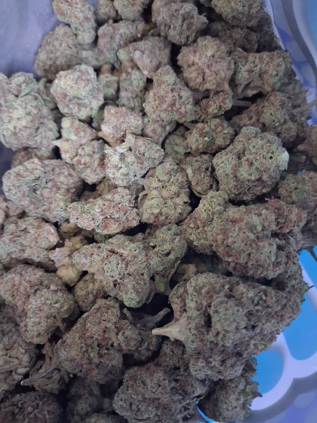 Customer photo review of Blueberry Headband  - Bulk - Hybrid