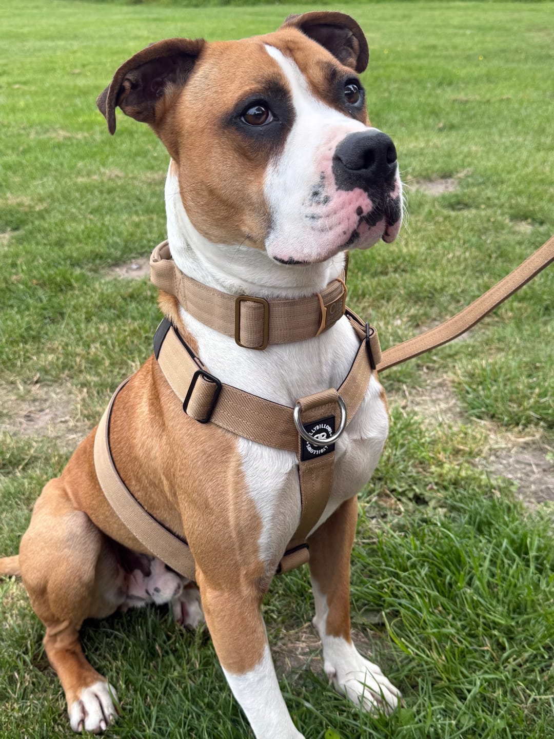 Customer photo review of Anti-Pull TRI-Harness® | Training Dog Harness for All Breeds - Tan