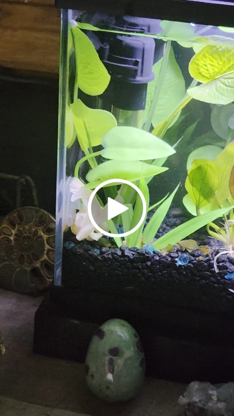Customer video review of Super White Dumbo Ear Halfmoon Male Betta Fish