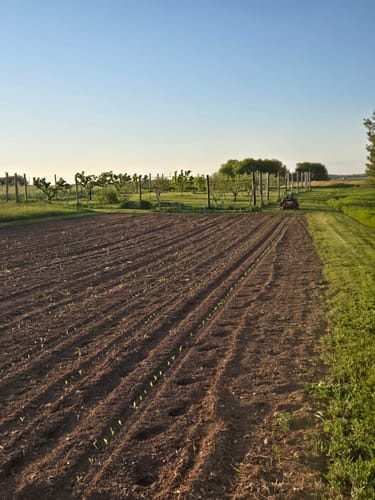 Customer photo review of *Quick Trip Attribute II Sweet Corn (Roundup Ready)