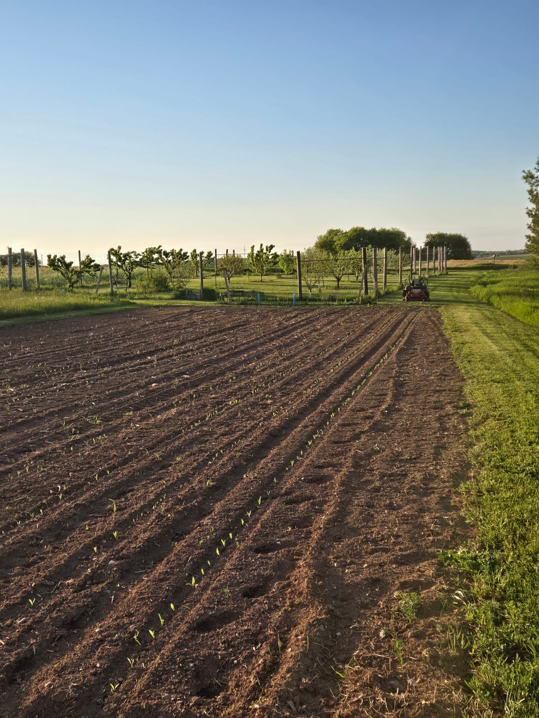 Customer photo review of *Quick Trip Attribute II Sweet Corn (Roundup Ready)