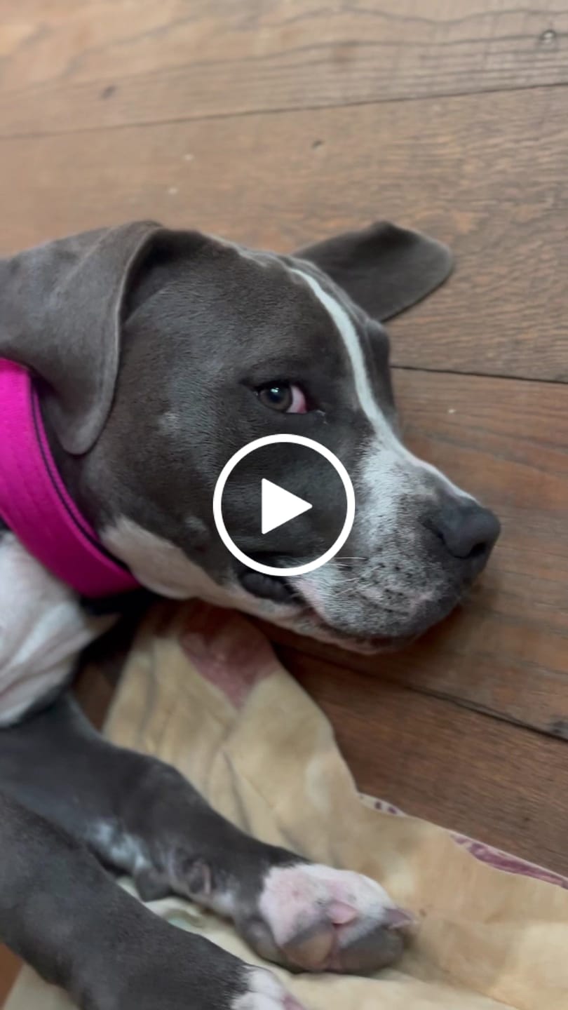 Customer video review of 4cm Combat® Collar | Rated Clip - NO HANDLE - Magenta