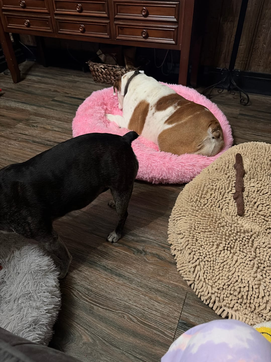 Customer photo review of The Original Fluffy Bean® Pet Bed