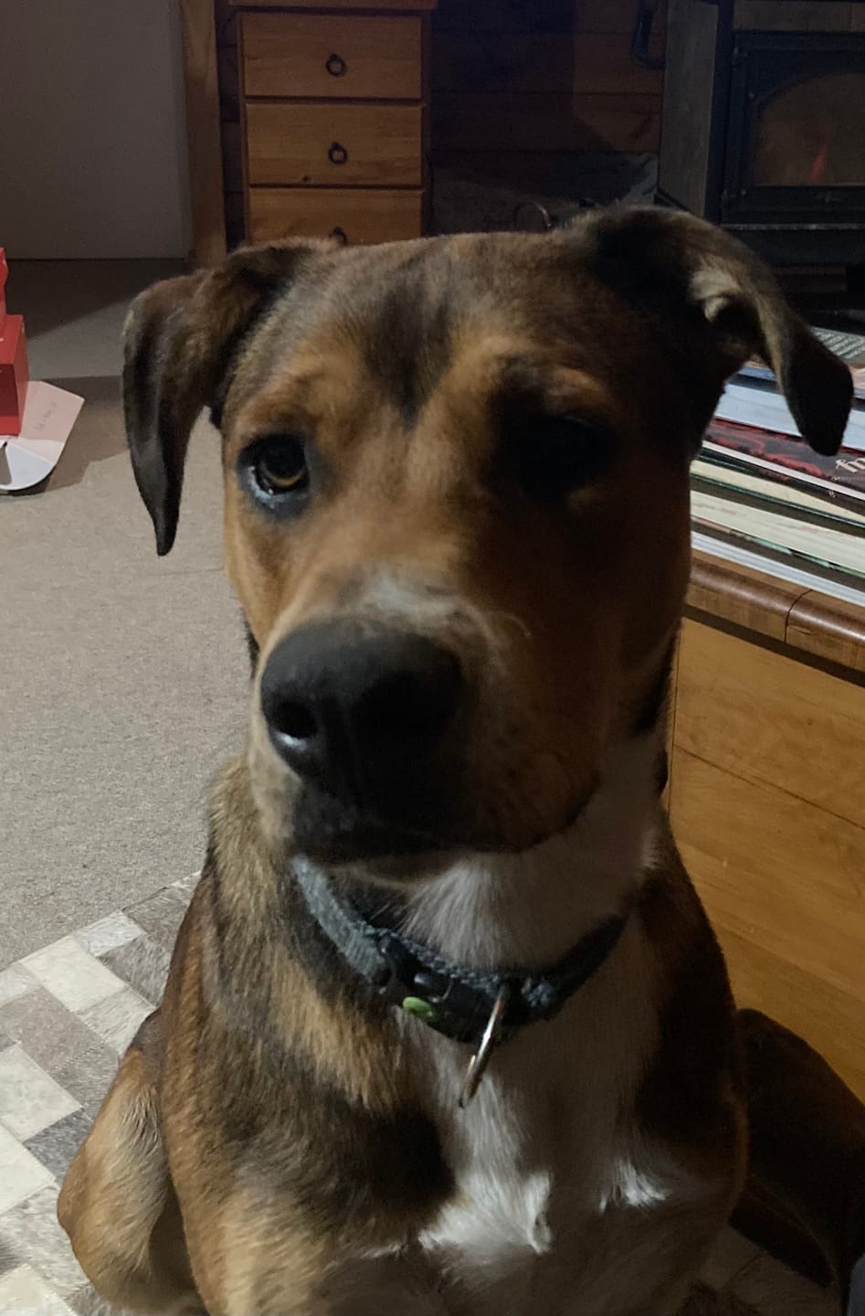Customer photo review of FluffGuard - 12 Months Bug Free Collar