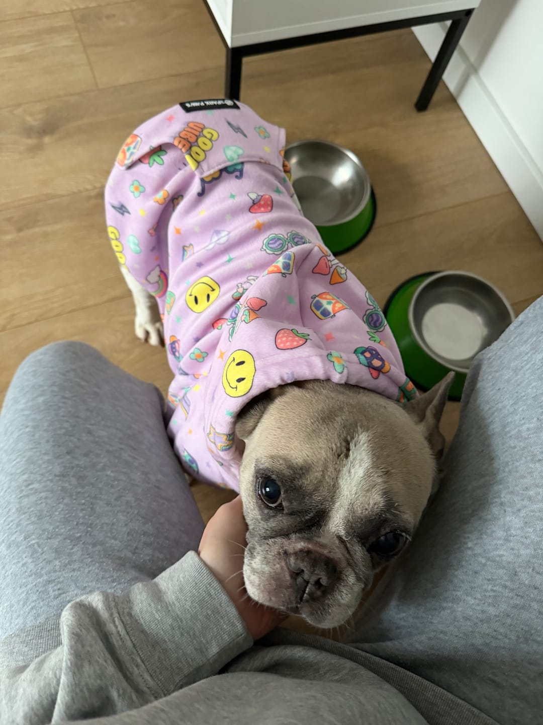 Customer photo review of Good Vibes Dog Hoodie - Purple