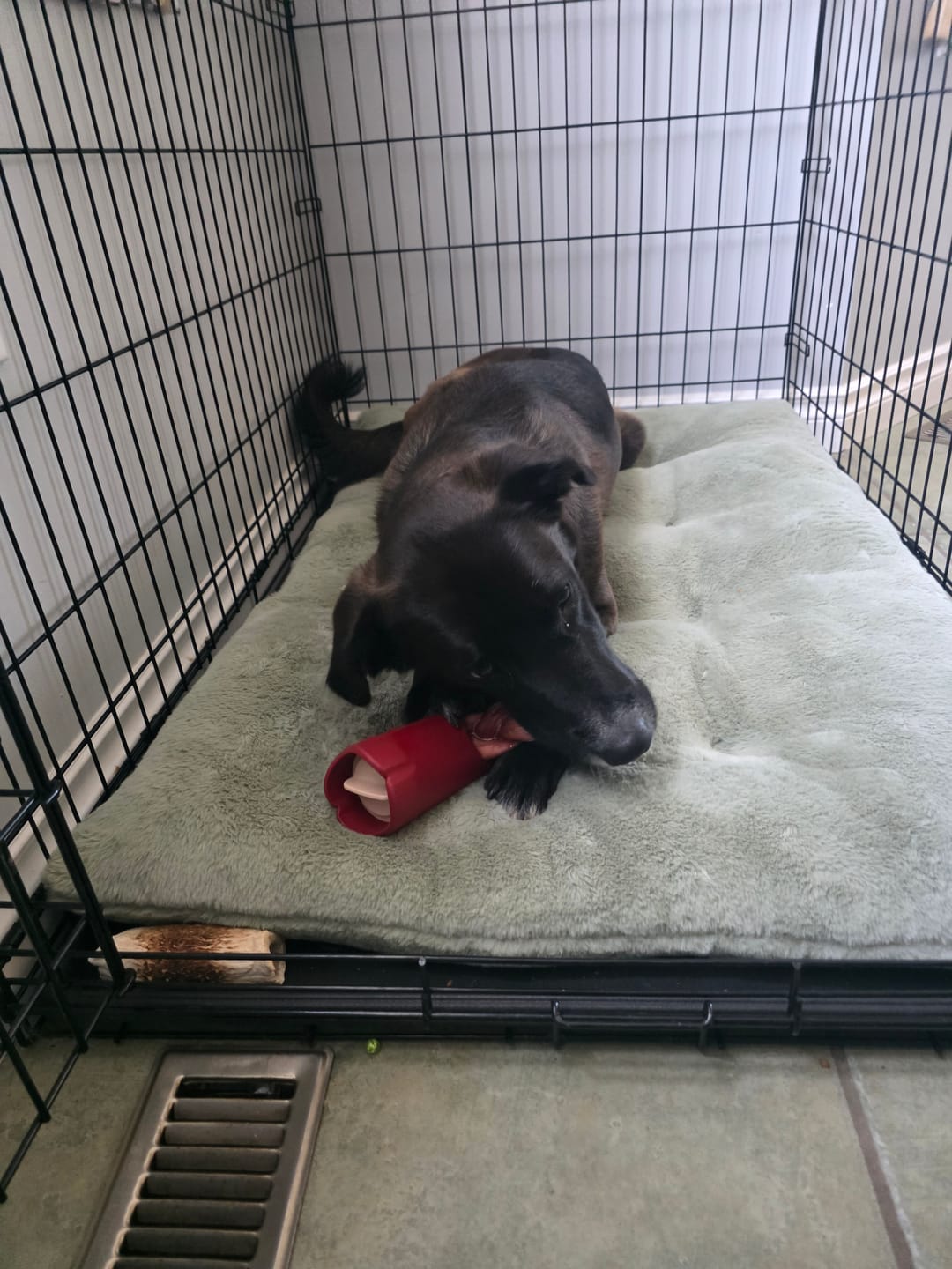 Customer photo review of 12 Inch Jumbo Braided Bully Stick