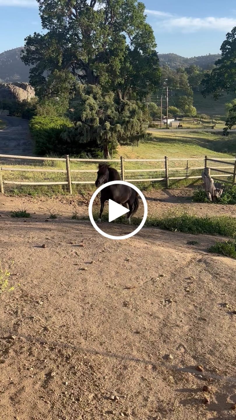 Customer video review of Horse Laminitis Support - Hoof Care for Damaged & Injured Hooves - Highly Effective, Natural Homeopathic Supplement - 300 Tablets