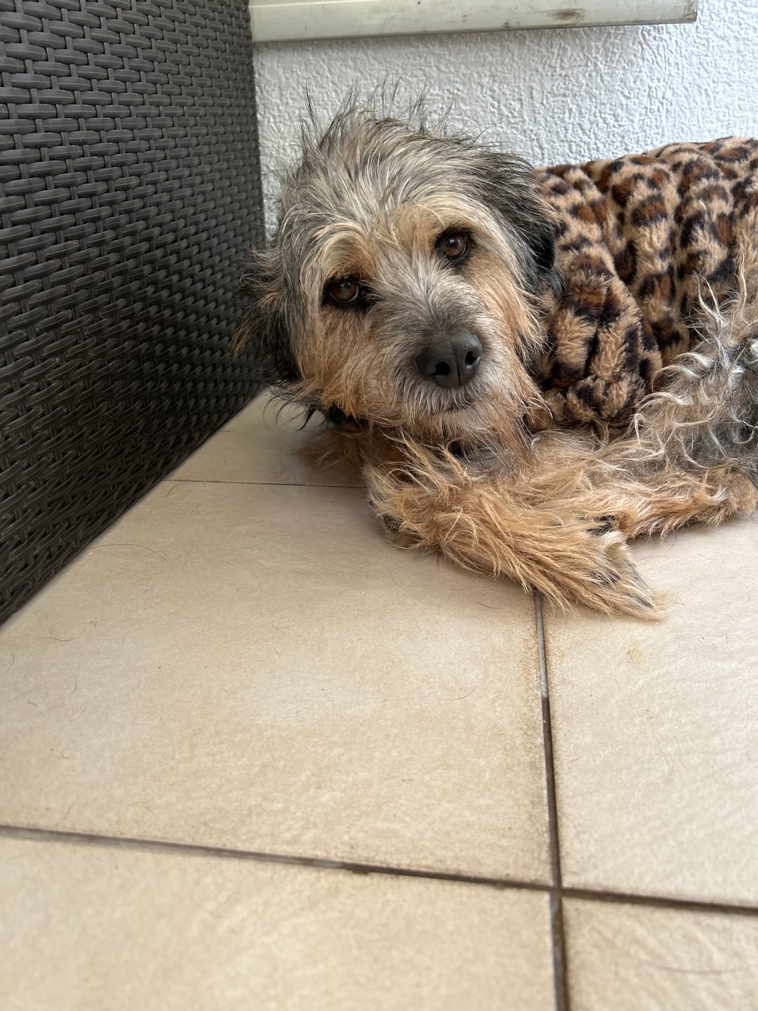 Customer photo review of PetFamily Foods Cerdo Nordico