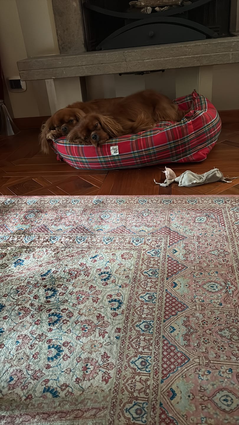 Customer photo review of Cover Scozzese rossa